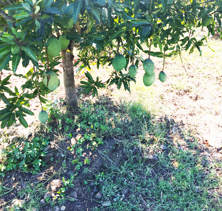 Orchard