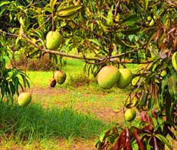 Our Orchards